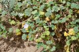 Смотреть изображение Malva neglecta