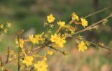 Jasminum nudiflorum. Ветвь с цветками. Краснодарский край, Черноморское побережье Кавказа, г. Новороссийск, Дендропарк. 31 января 2025 г.