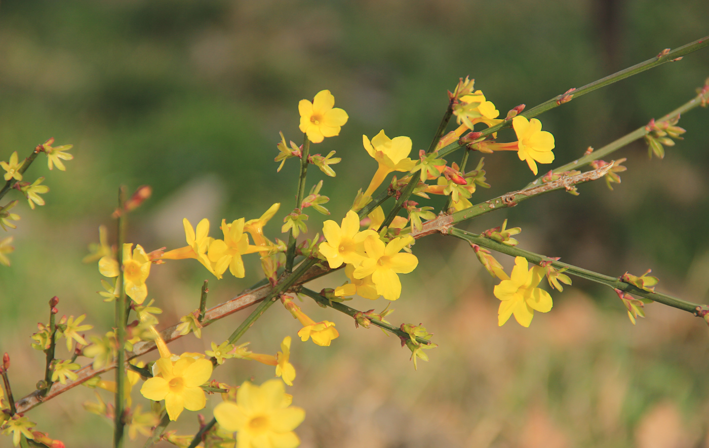 Image of Jasminum nudiflorum specimen.