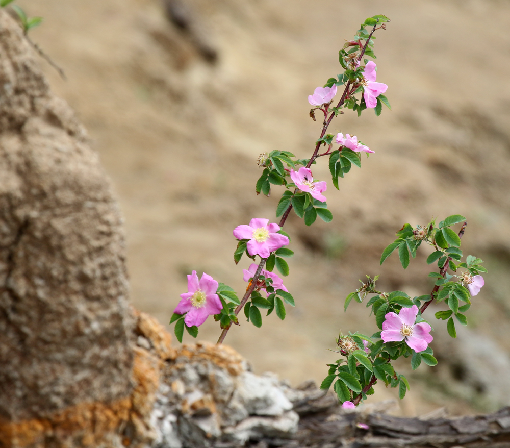 Image of genus Rosa specimen.