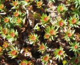 Polytrichum juniperinum