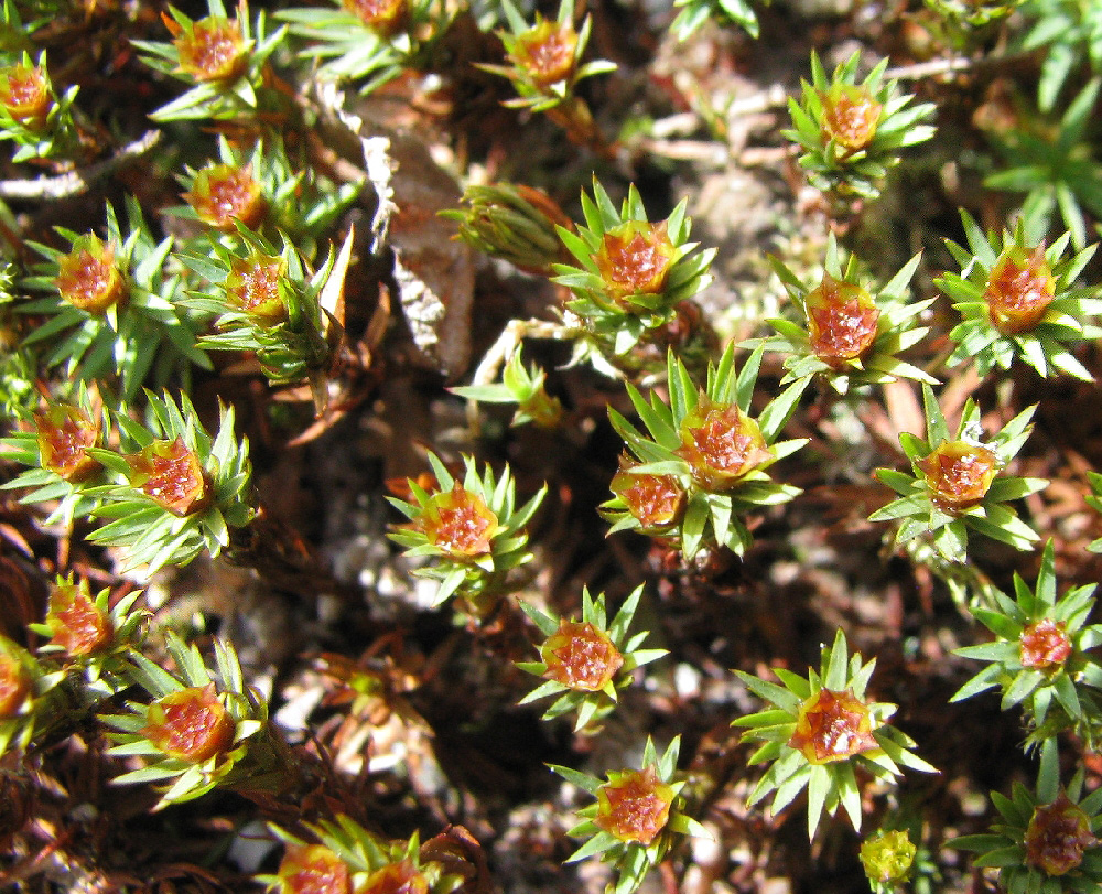 Image of Polytrichum juniperinum specimen.