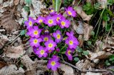 Primula vulgaris