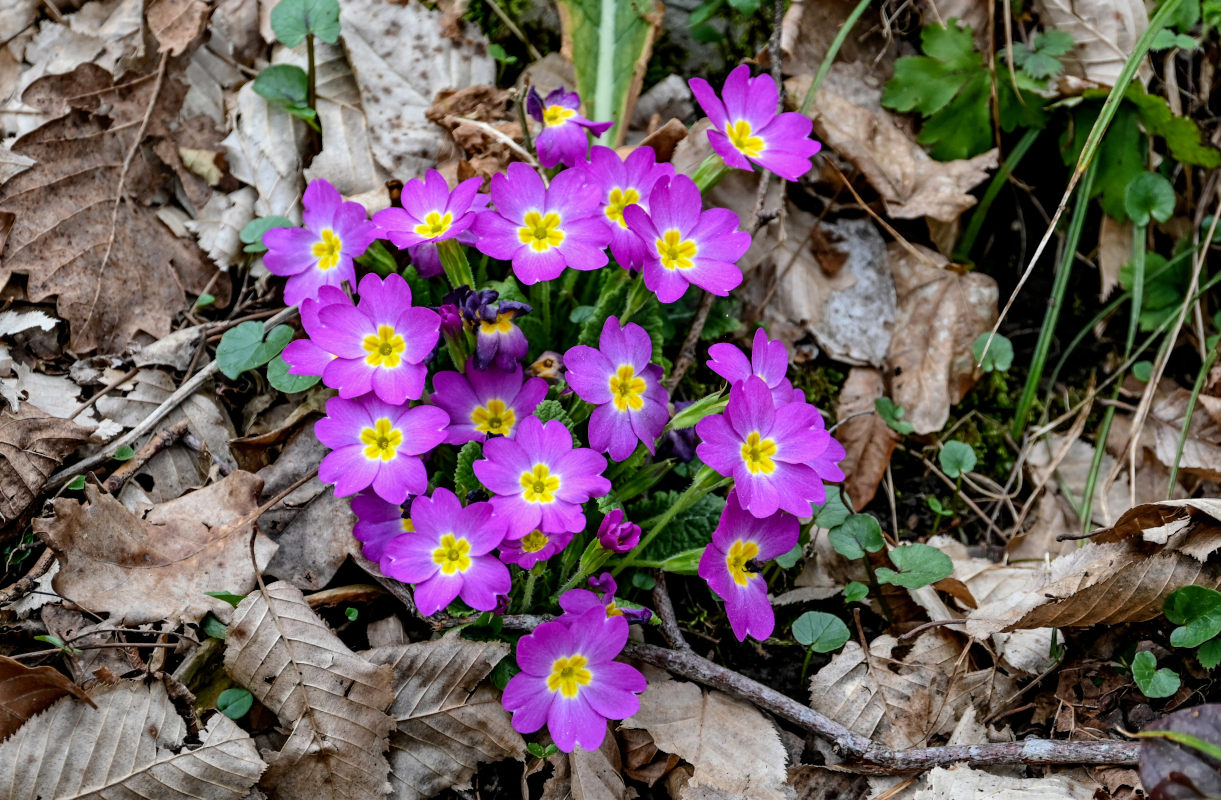 Изображение особи Primula vulgaris.