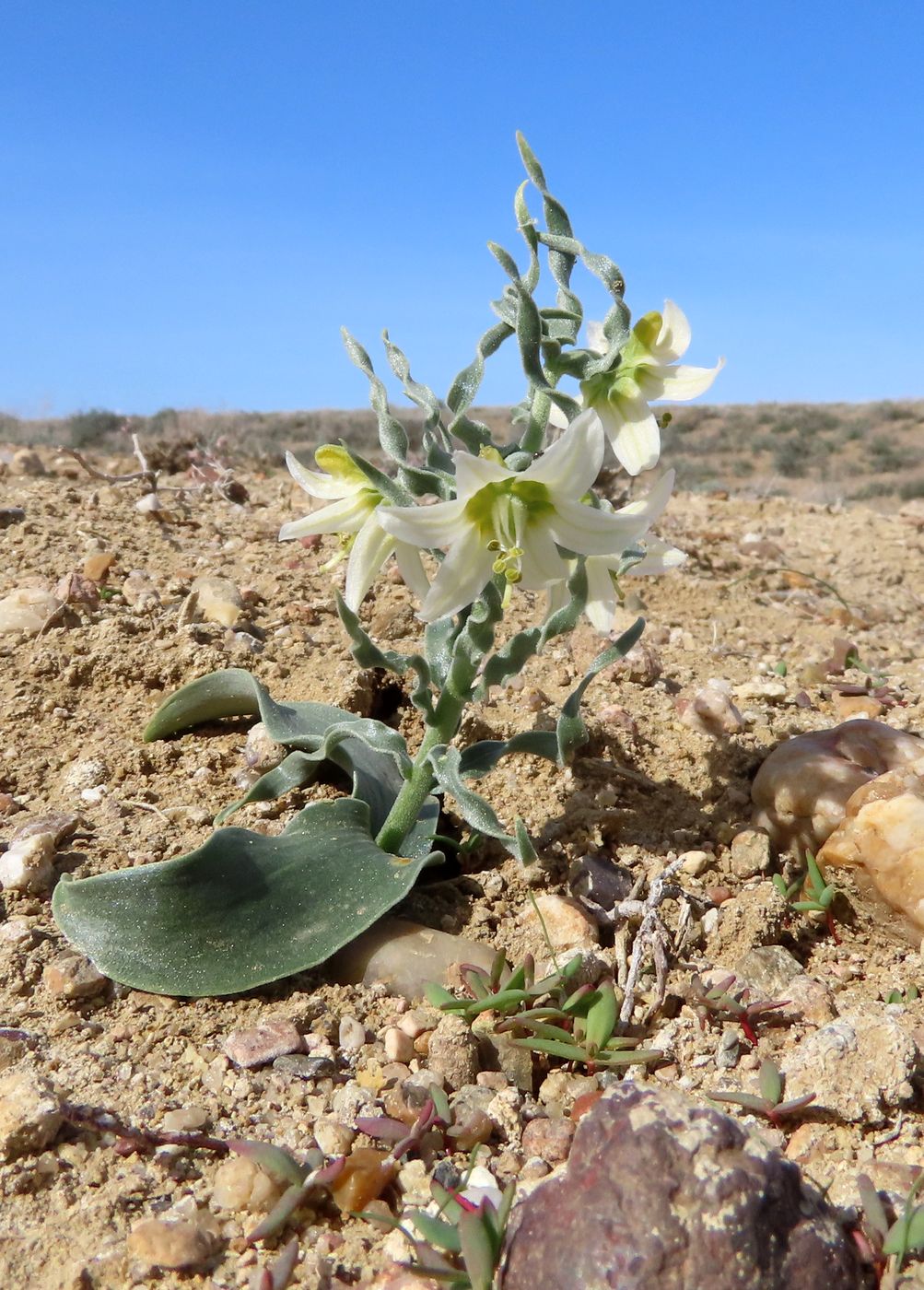 Изображение особи Rhinopetalum karelinii.
