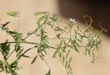 Vicia parviflora