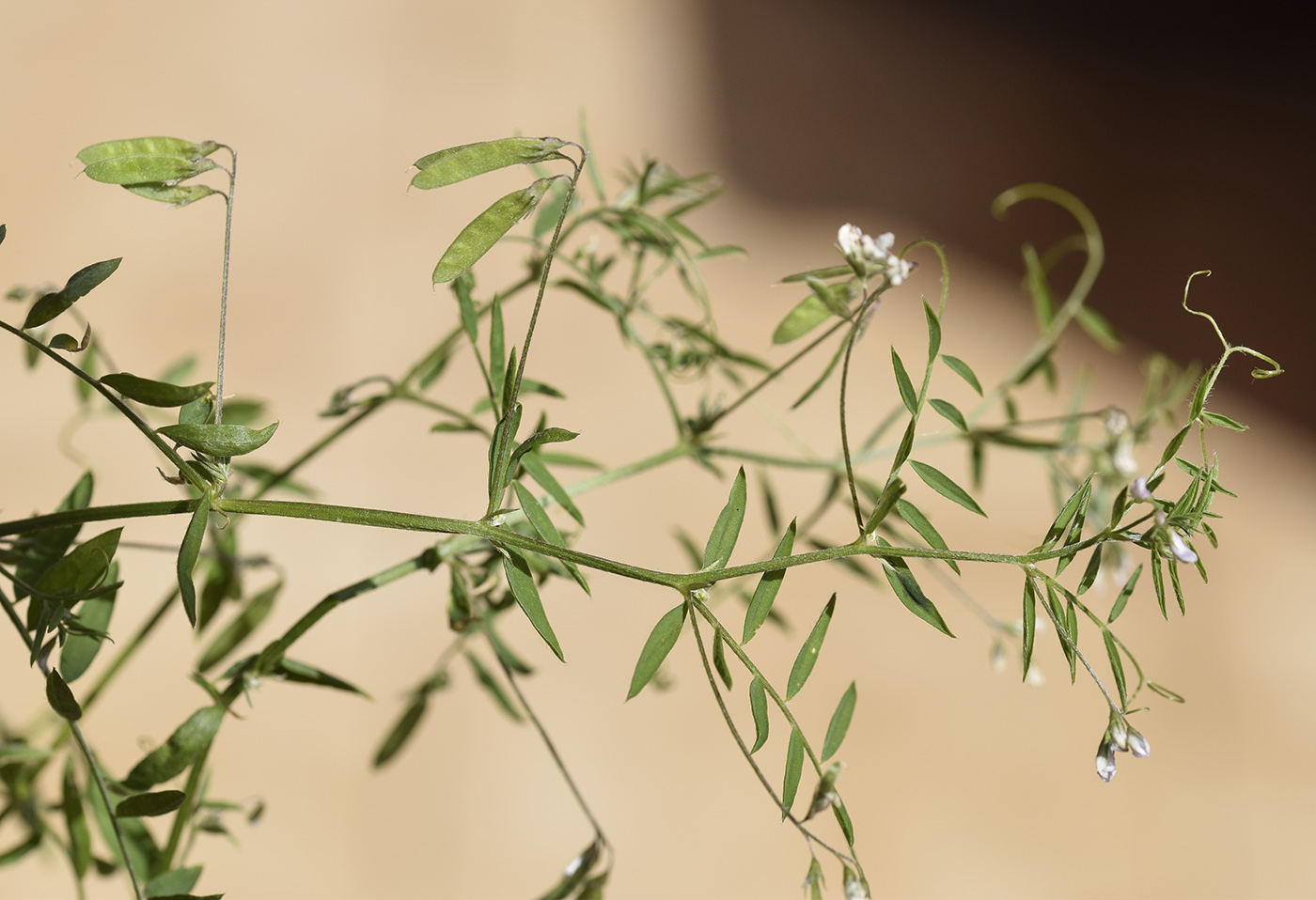 Изображение особи Vicia parviflora.