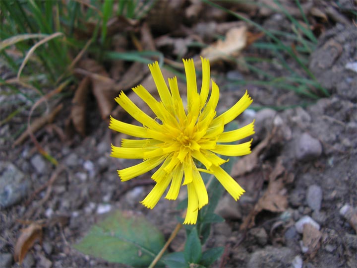 Image of genus Hieracium specimen.