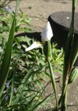 View full-size image Dietes grandiflora