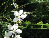 Gaura lindheimeri. Часть соцветия. Крым, Ялта, Никитский сад, нижний парк, в культуре. 23 июля 2010 г.