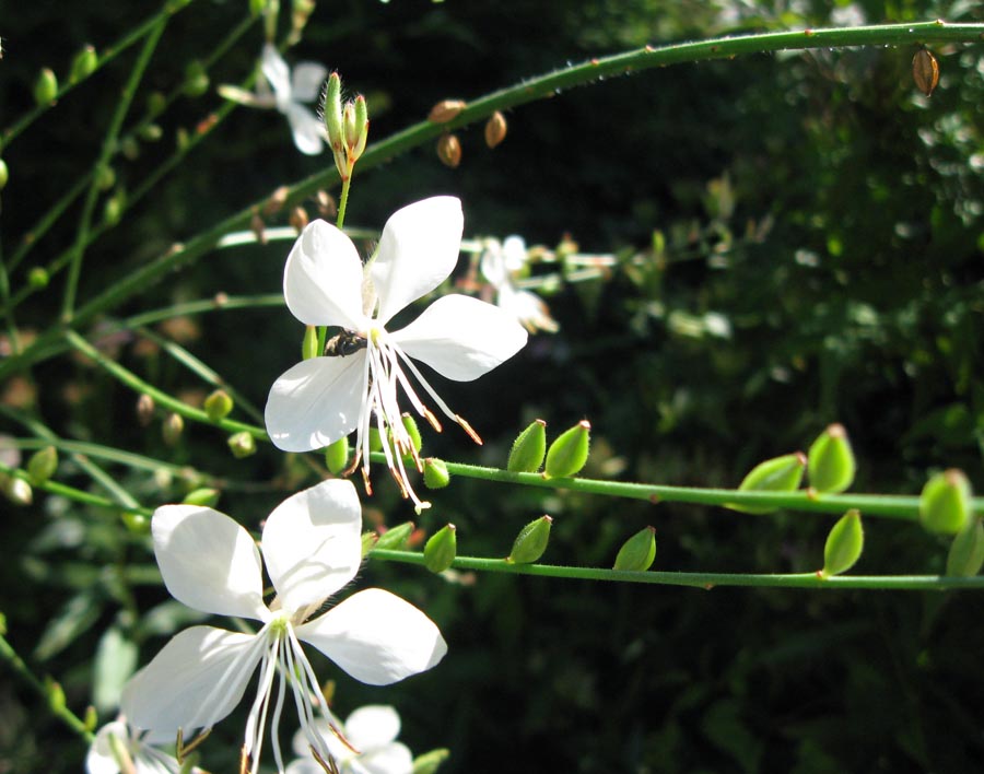 Image of Gaura lindheimeri specimen.