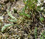 View full-size image Astragalus alpinus