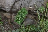 View full-size image Hylotelephium caucasicum