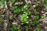View full-size image genus Pyrola