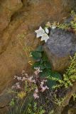 View full-size image Campanula armena