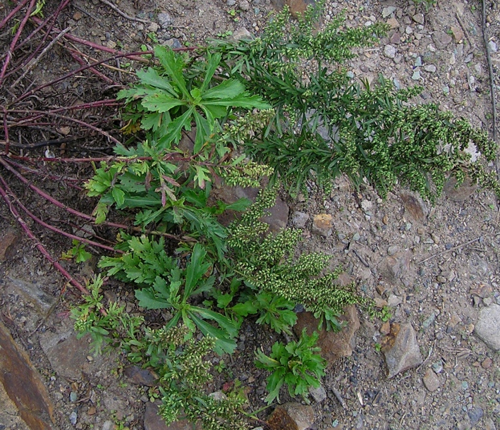 Image of Artemisia japonica specimen.