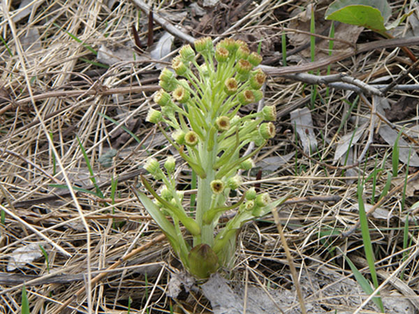 Image of Petasites spurius specimen.