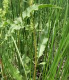 Rumex crispus