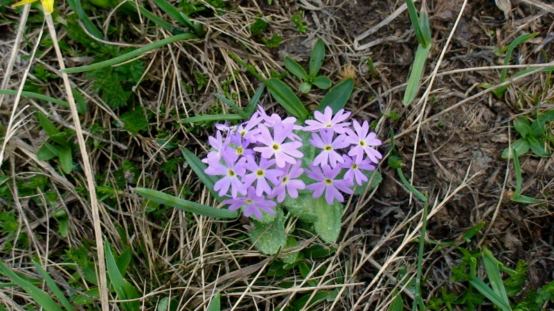 Изображение особи Primula algida.