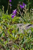 Campanula collina. Цветущее растение на обросшем мхом валуне. Республика Карачаево-Черкесия, Домбай, долина р. Домбай-Ульген, урочище \"Русская поляна\", 1800 м н.у.м. 04.07.2011.