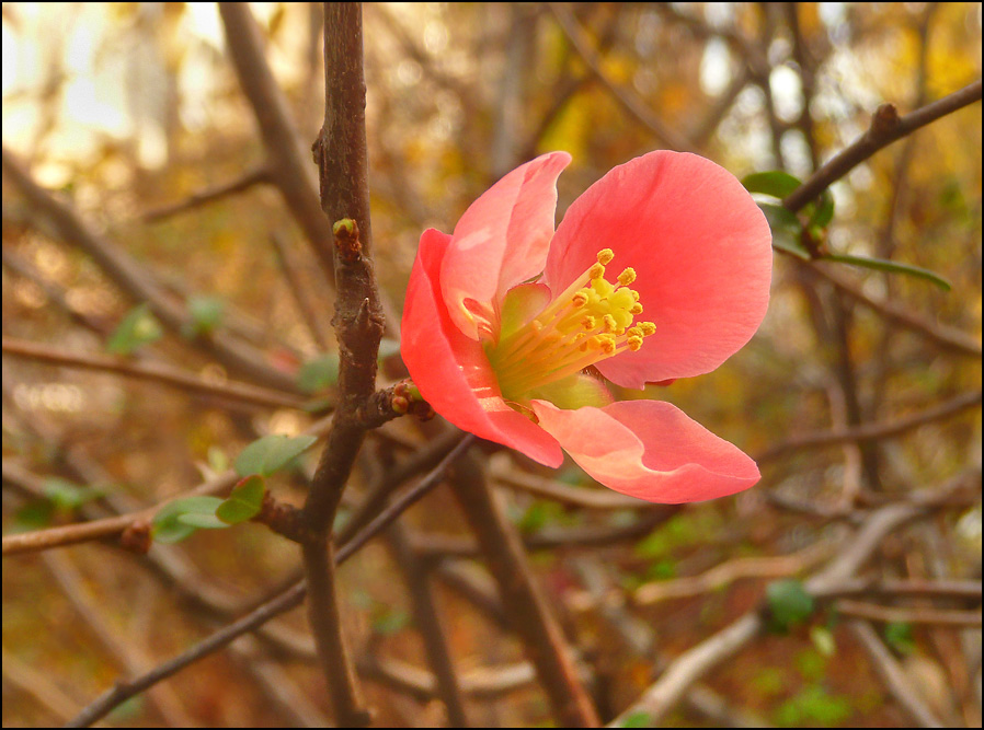 Изображение особи Chaenomeles speciosa.