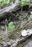 Geranium charlesii. Цветущее растение. Таджикистан, Гиссарский хр., ущелье Сингисафат, 1450 м н.у.м. 29.04.2011.