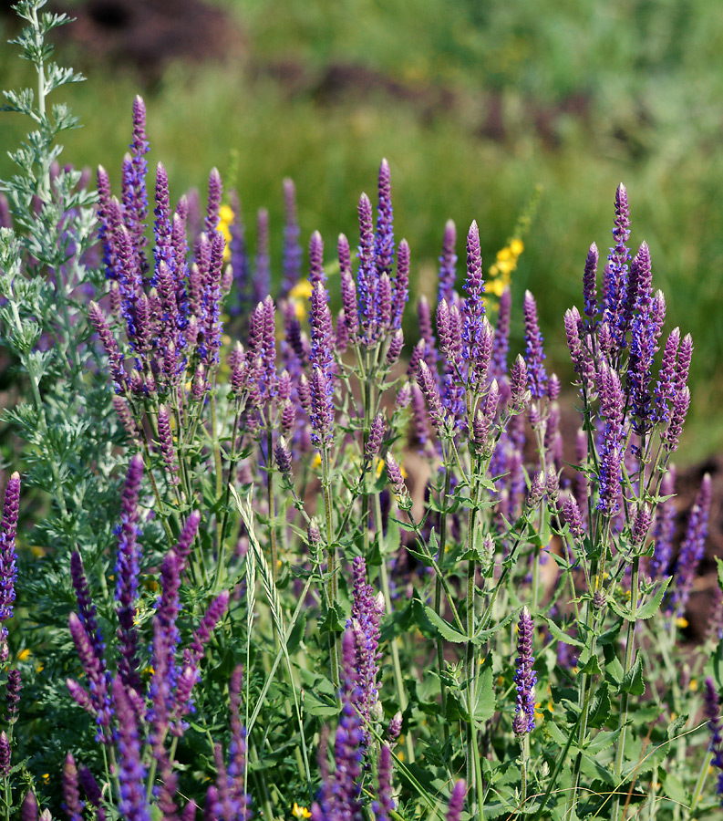 Image of Salvia tesquicola specimen.