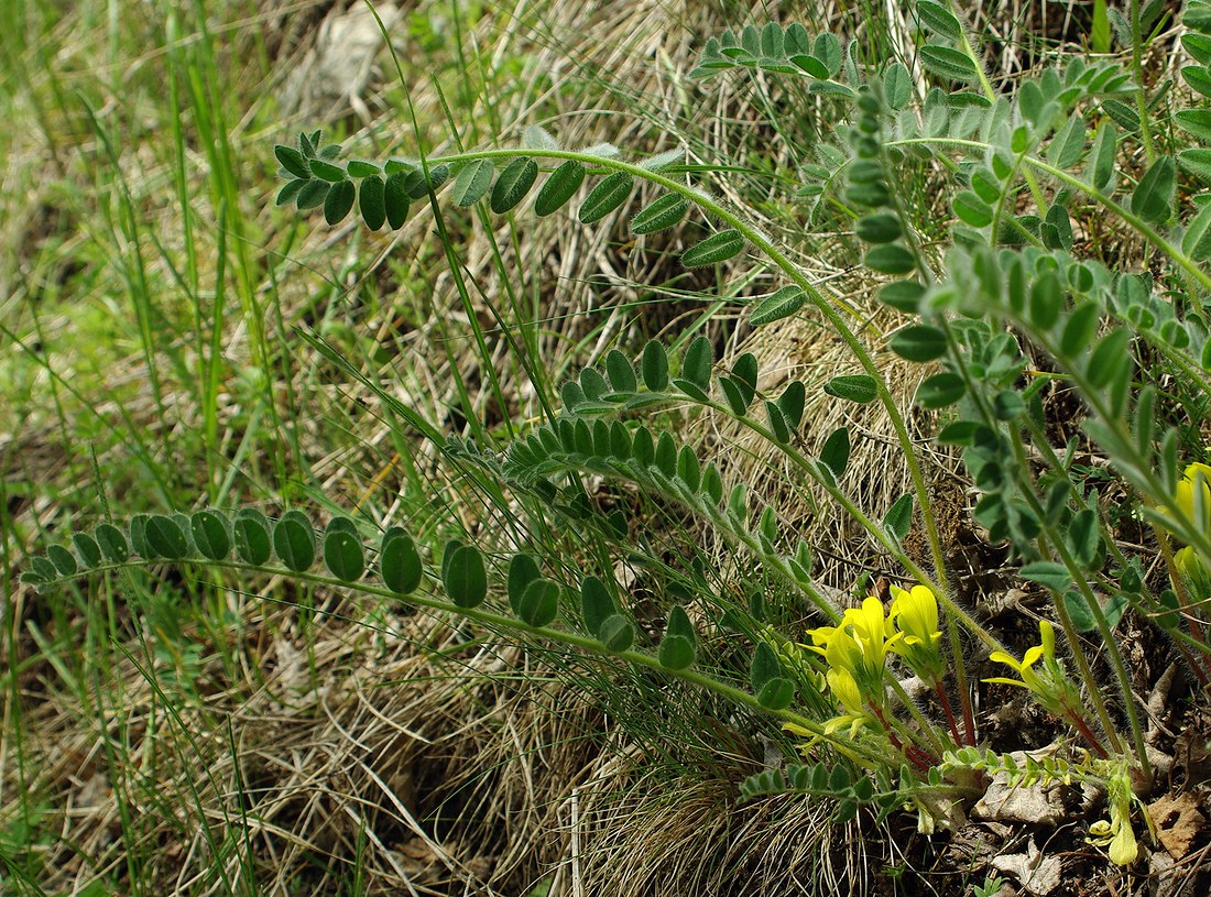 Изображение особи Astragalus anisomerus.