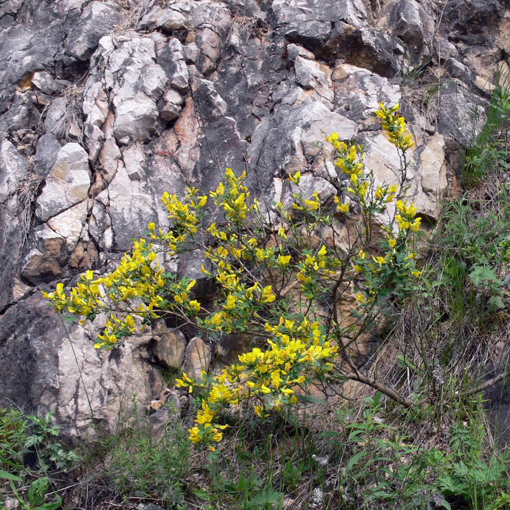 Image of Chamaecytisus ruthenicus specimen.