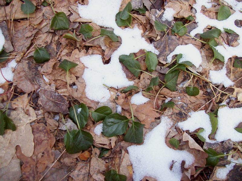 Image of Pyrola rotundifolia specimen.