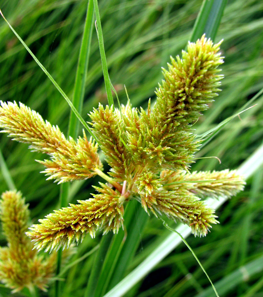 Изображение особи Cyperus glomeratus.