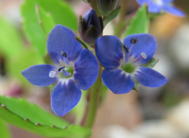 Image of Veronica beccabunga specimen.