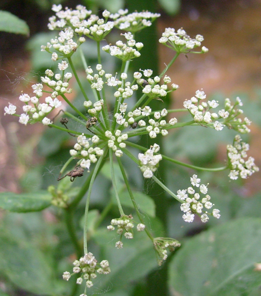 Image of Sium latifolium specimen.