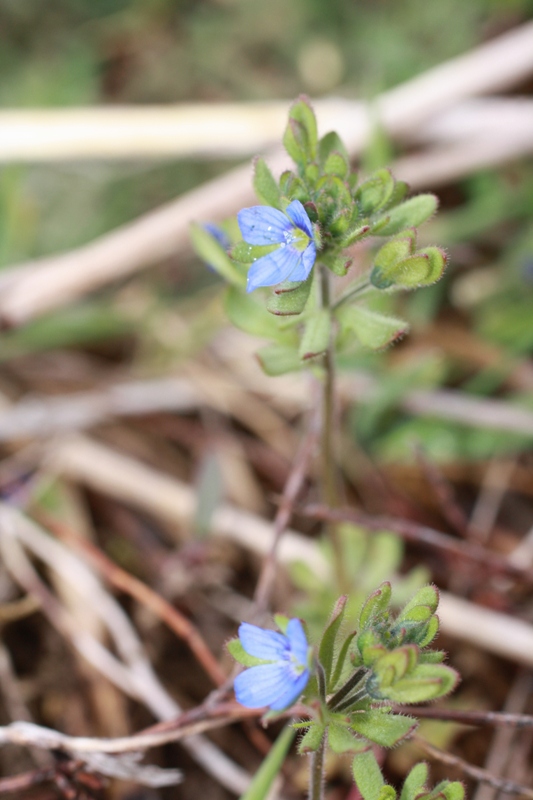 Изображение особи Veronica triphyllos.