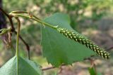 Betula pendula. Женское соцветие. Свердловская обл., окр. г. Североуральск, около ск. Грюнвальдта, разнотравный луг. 29.05.2011.