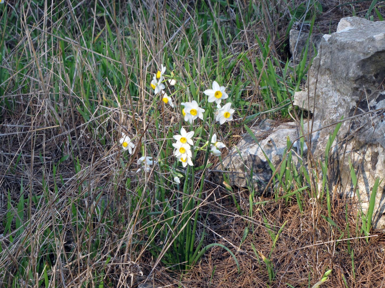 Изображение особи Narcissus tazetta.