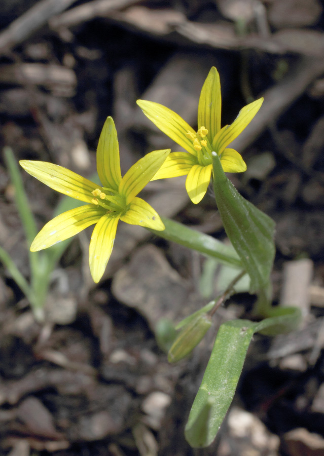 Image of Gagea filiformis specimen.