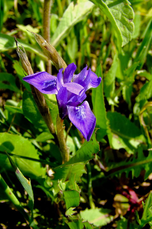 Изображение особи Moraea sisyrinchium.