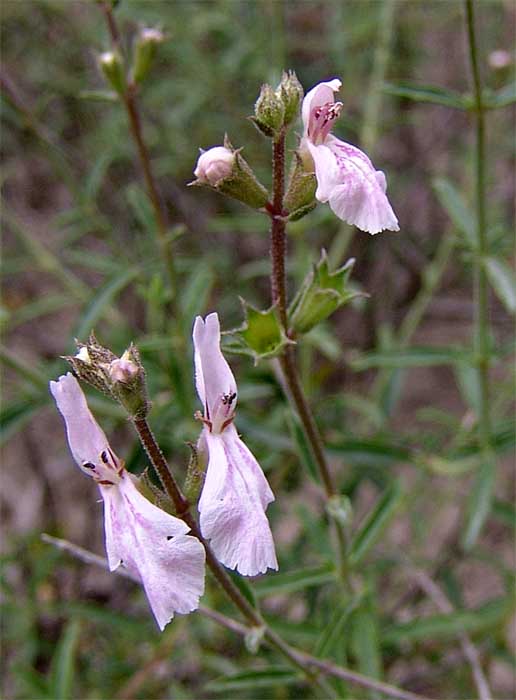 Image of Stachys fruticulosa specimen.