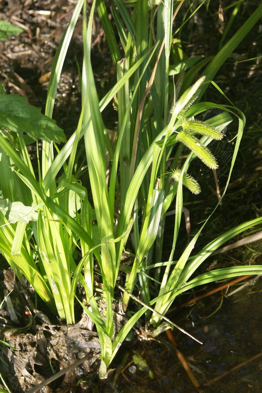 Image of Carex pseudocyperus specimen.