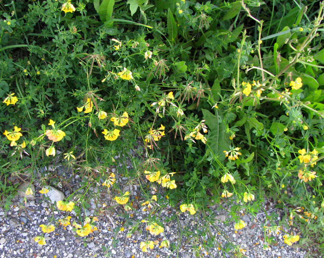 Image of Lotus corniculatus specimen.