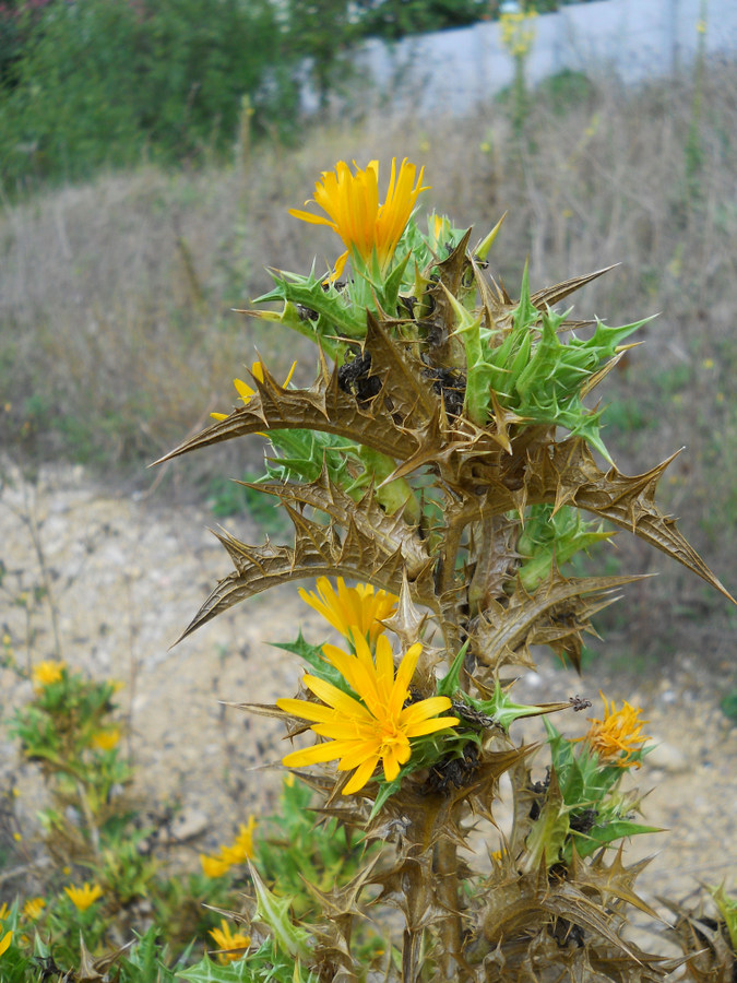 Image of Scolymus hispanicus specimen.