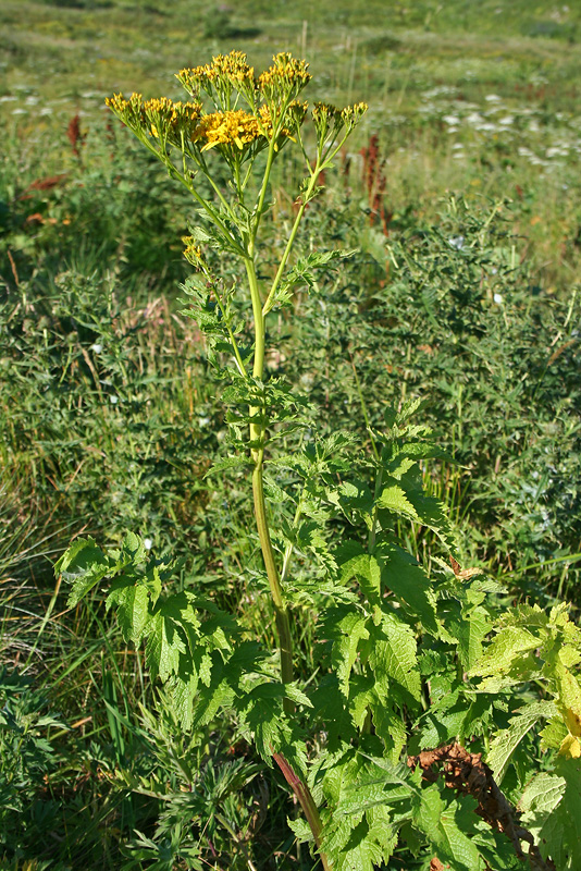 Изображение особи Senecio othonnae.