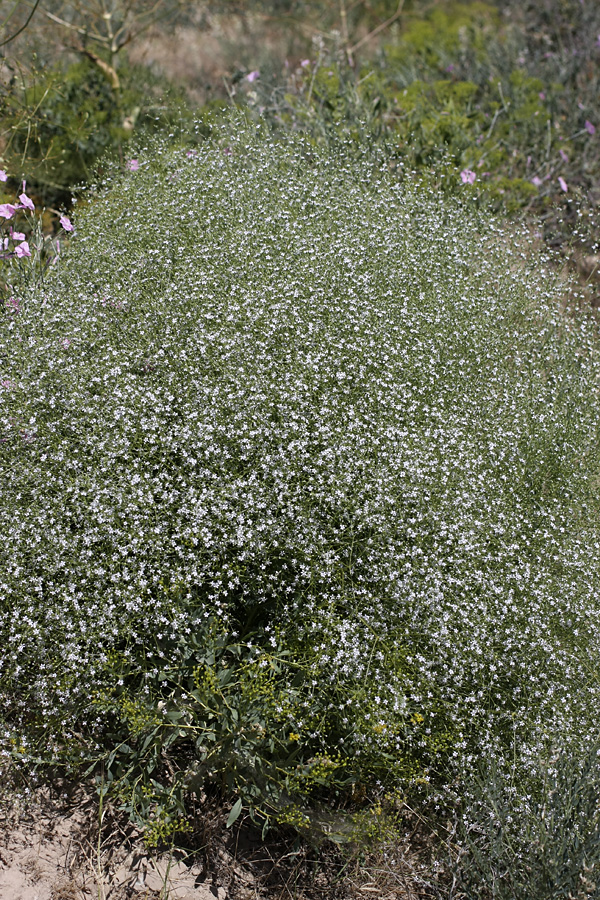 Image of Acanthophyllum gypsophiloides specimen.