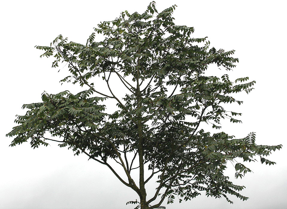 Image of Ailanthus altissima specimen.