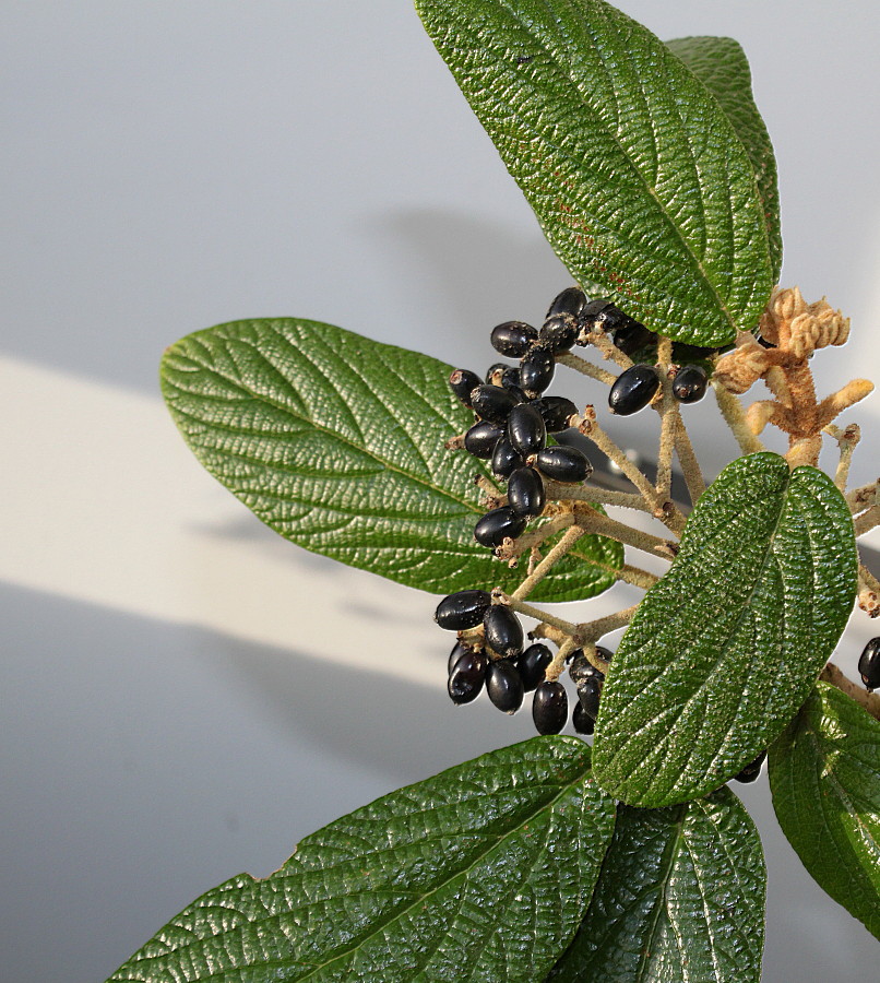 Image of Viburnum rhytidophyllum specimen.