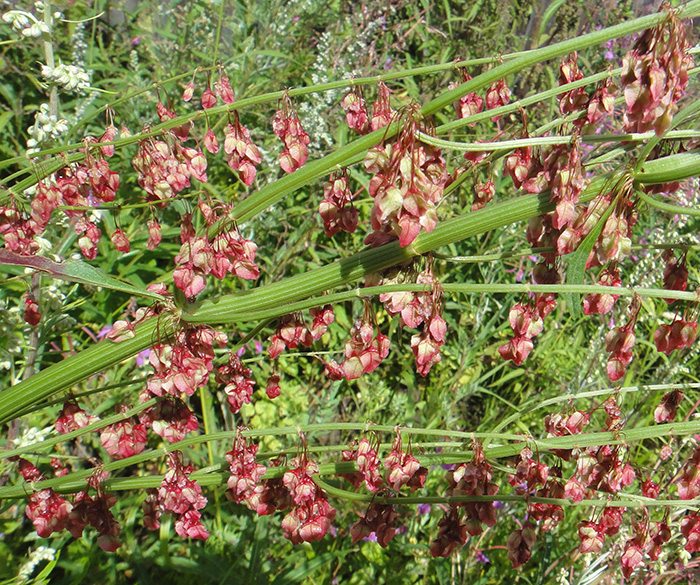 Image of Rumex aquaticus specimen.