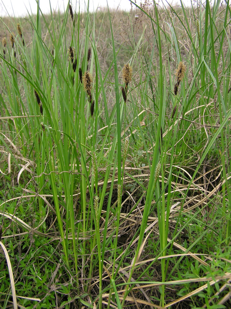 Image of Carex melanostachya specimen.