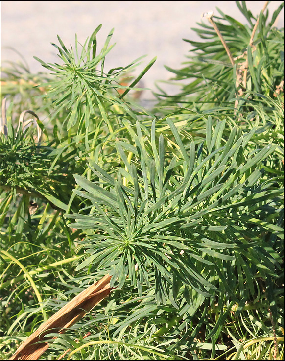 Image of Euphorbia cyparissias specimen.