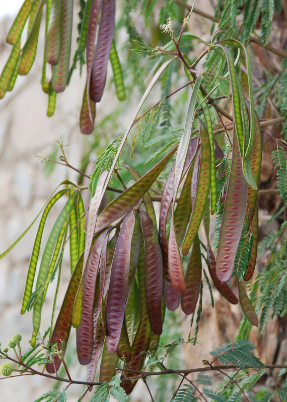 Image of Leucaena leucocephala specimen.